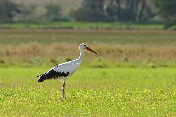 Hvid Stork