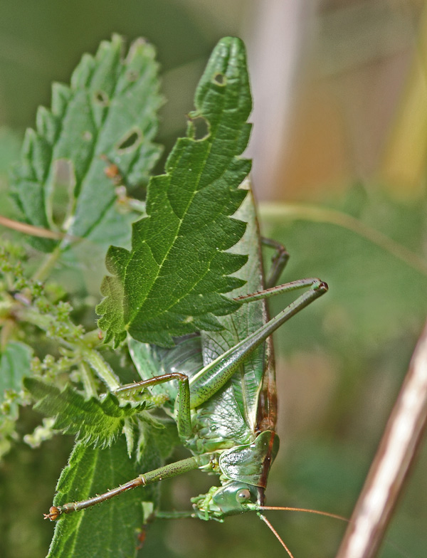 Stor Grøn Løvgræshoppe